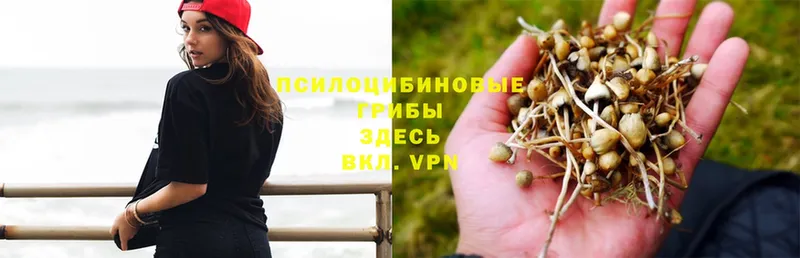 Галлюциногенные грибы GOLDEN TEACHER  где найти наркотики  Новочебоксарск 